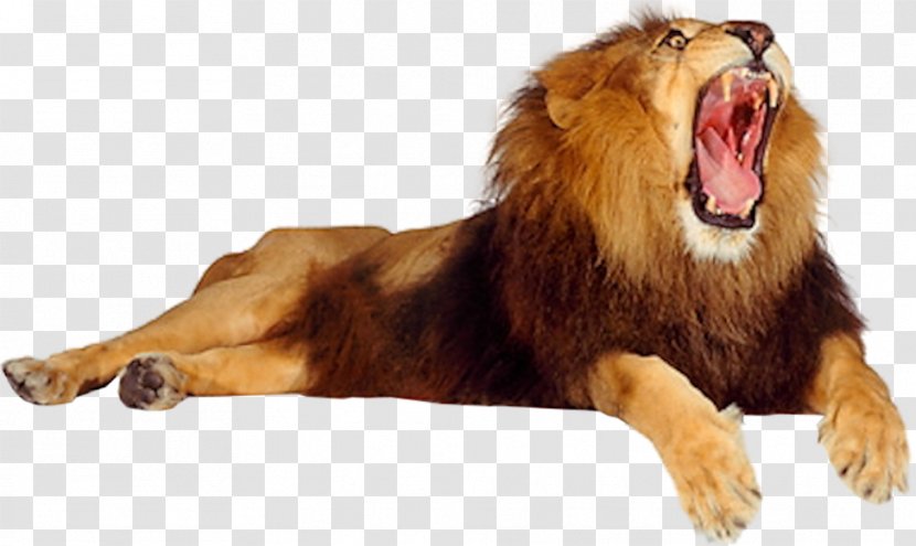 Lion Roar Cat - Carnivore Transparent PNG