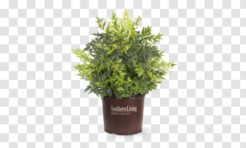 Lemon-lime Drink Sacred Bamboo Lemon Lime Nandina Shrub - Plants - Large Potted Transparent PNG