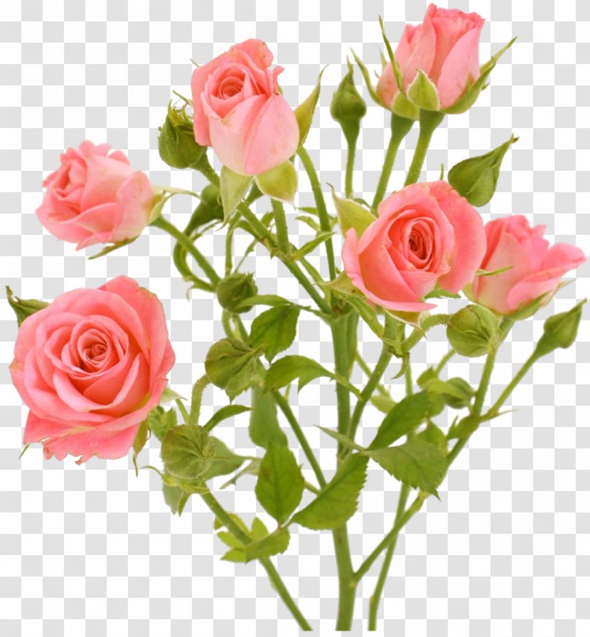 Garden Roses Flower Pink Clip Art - Picture Frames - White Transparent PNG