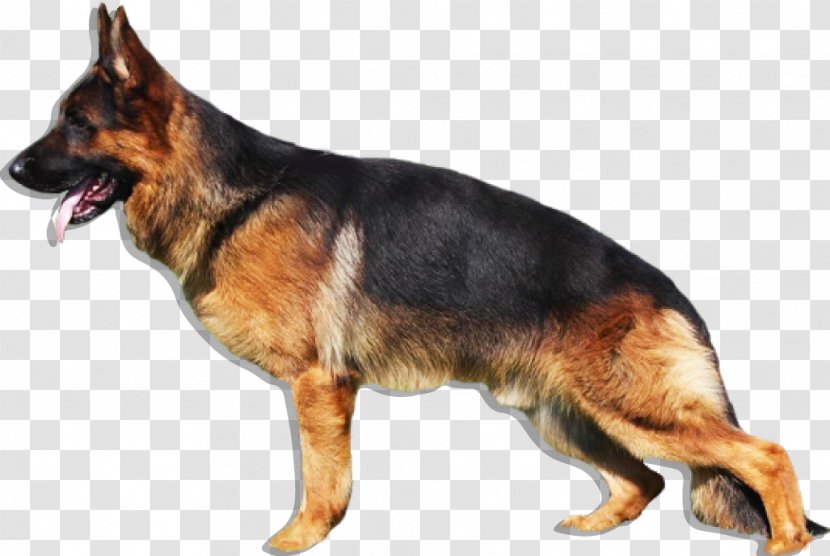 Old German Shepherd Dog King East-European Golden Retriever - Snout Transparent PNG