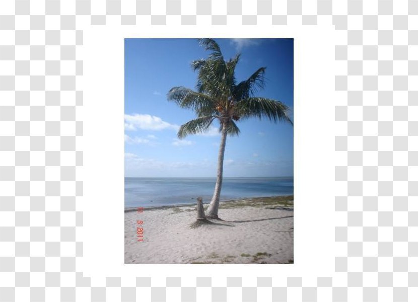 Caribbean Arecaceae Vacation Sky Plc Tree - Palm Transparent PNG