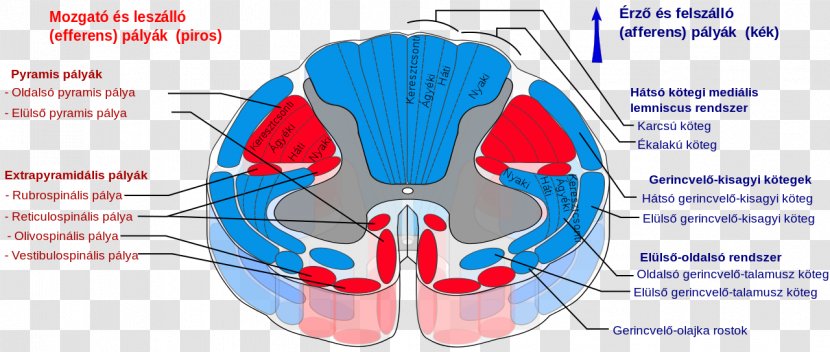 Spinal Cord Spinothalamic Tract Pyramidal Tracts Spinocerebellar Decussation - Frame - Vertebral Transparent PNG