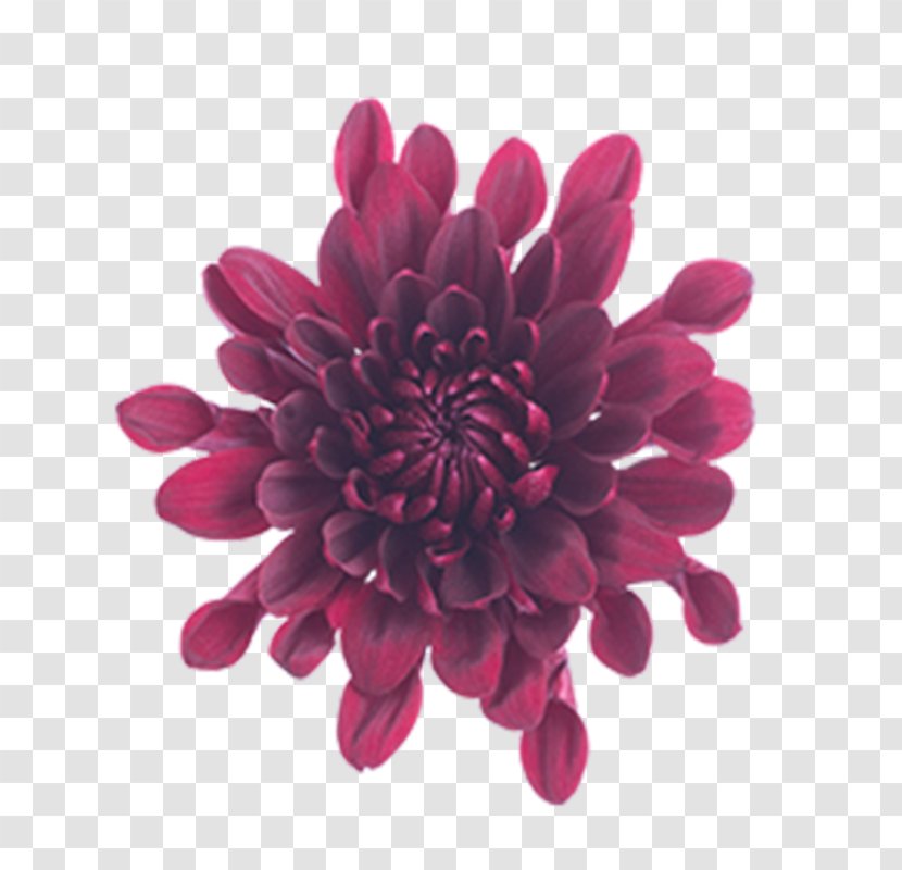 Chrysanthemum Cut Flowers Magenta Pom-pom - Violet Transparent PNG