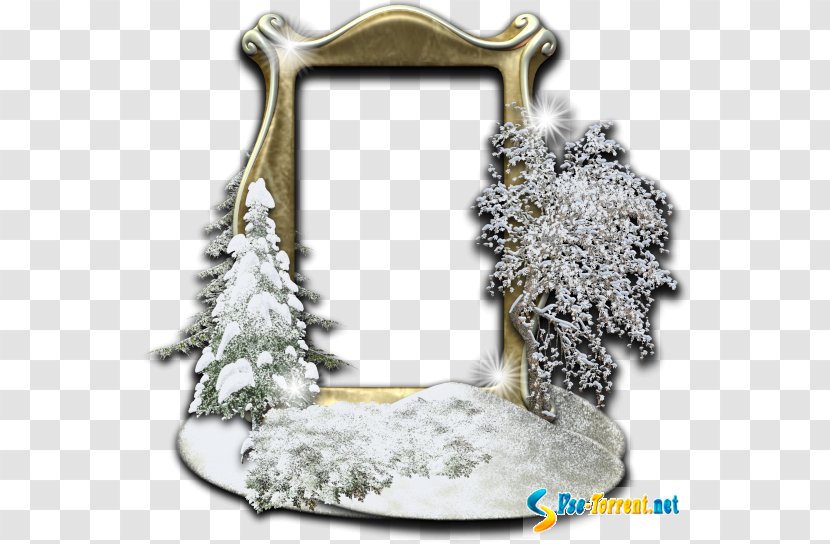 Picture Frames Photography Winter Christmas Day Cadre D'entreprise - Pine Family Transparent PNG