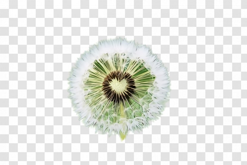 Green Dandelion Plant Flower Kiwifruit - Wildflower Transparent PNG