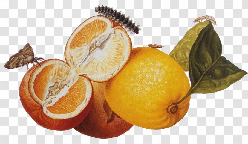 Clementine Tangerine British Museum Tangelo Mandarin Orange - Merian Transparent PNG