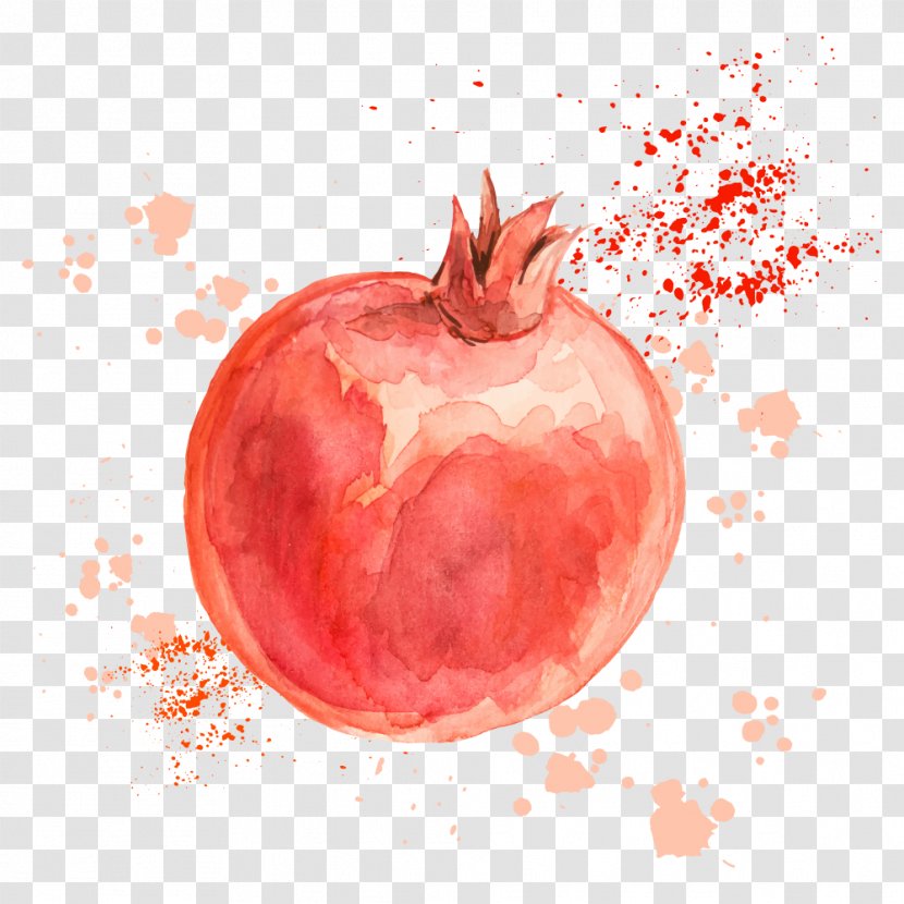 Pomegranate Drawing Fruit Illustration - Slice - Vector Transparent PNG