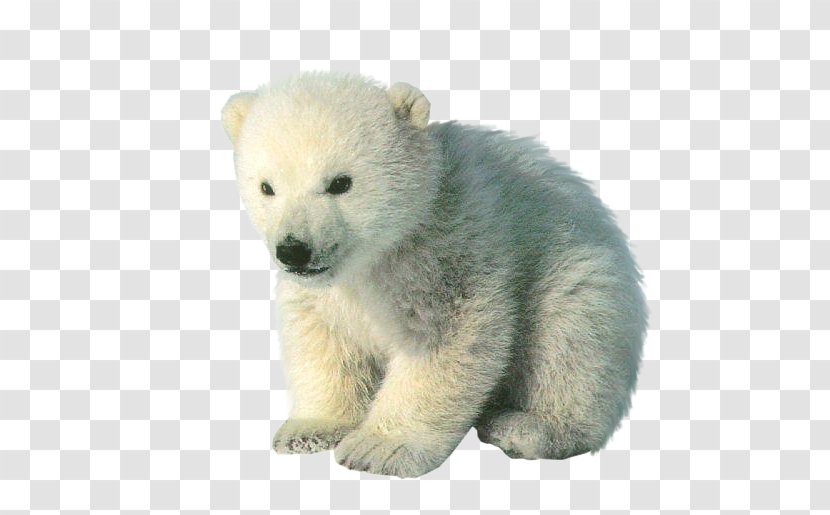 Polar Bear Cubs Baby Bears - Animal Transparent PNG