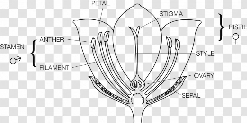 Flower Plant Reproduction Ovary Pseudanthium Transparent PNG