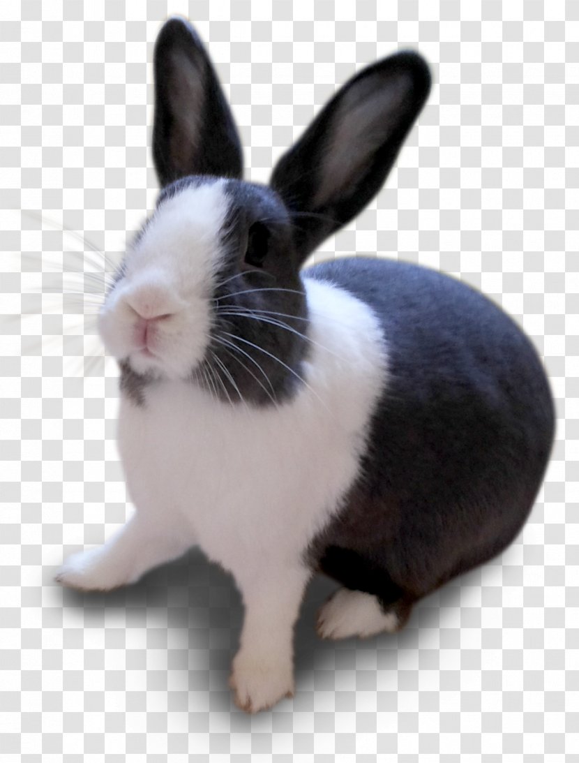 Domestic Rabbit Pet Cat Animal - Rabits And Hares Transparent PNG