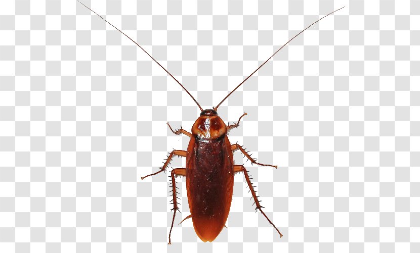 American Cockroach Insect Termite Smokybrown Transparent PNG