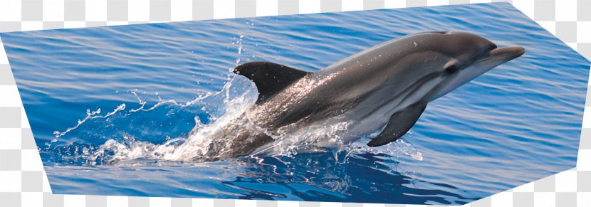 Striped Dolphin Common Bottlenose Short-beaked Rough-toothed Wholphin - Roughtoothed - Jet Ski Water Transparent PNG