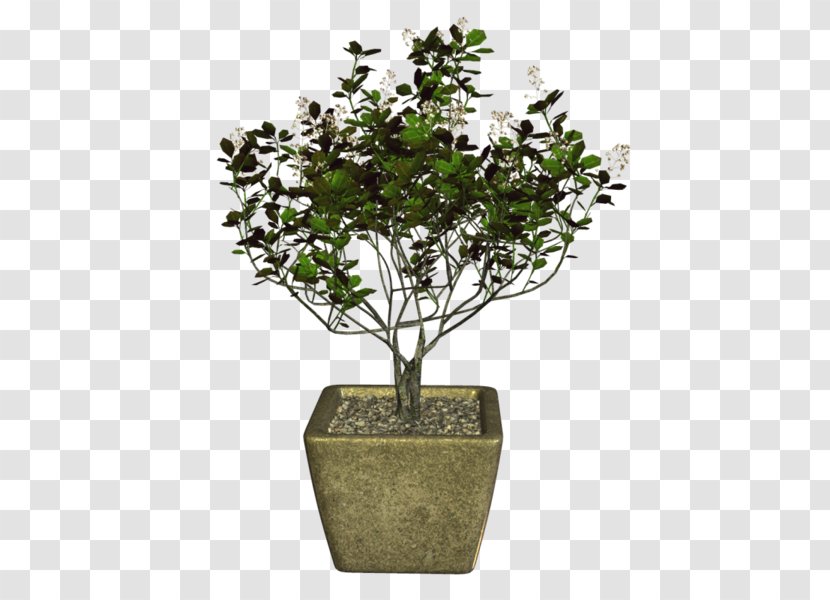 Sageretia Theezans Tree Olive Bonsai Plant Transparent PNG