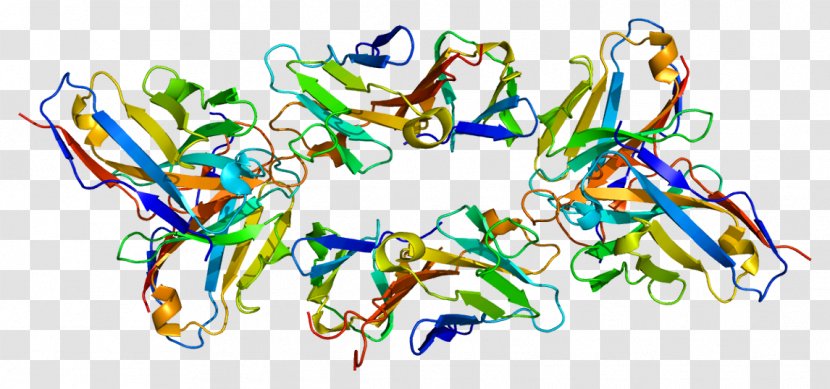 T-cell Surface Glycoprotein CD3 Epsilon Chain T Cell CD3D - Natural Killer - Gene Transparent PNG