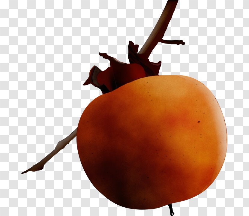 Trees Cartoon - Fruit - Diospyros Ebony And Persimmons Transparent PNG