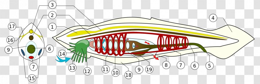 Vertebrate Lancelet Branchiostoma Lanceolatum Cephalochordata Notochord - Watercolor - Nerve Structure Transparent PNG