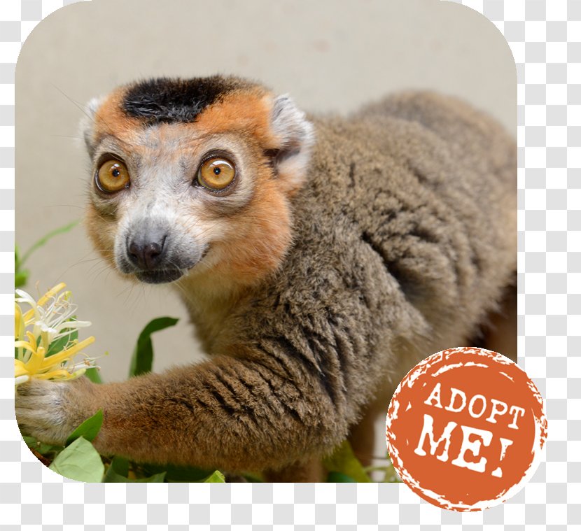 Lemurs Duke Lemur Center Crowned Blue-eyed Black - Ring Tailed Transparent PNG