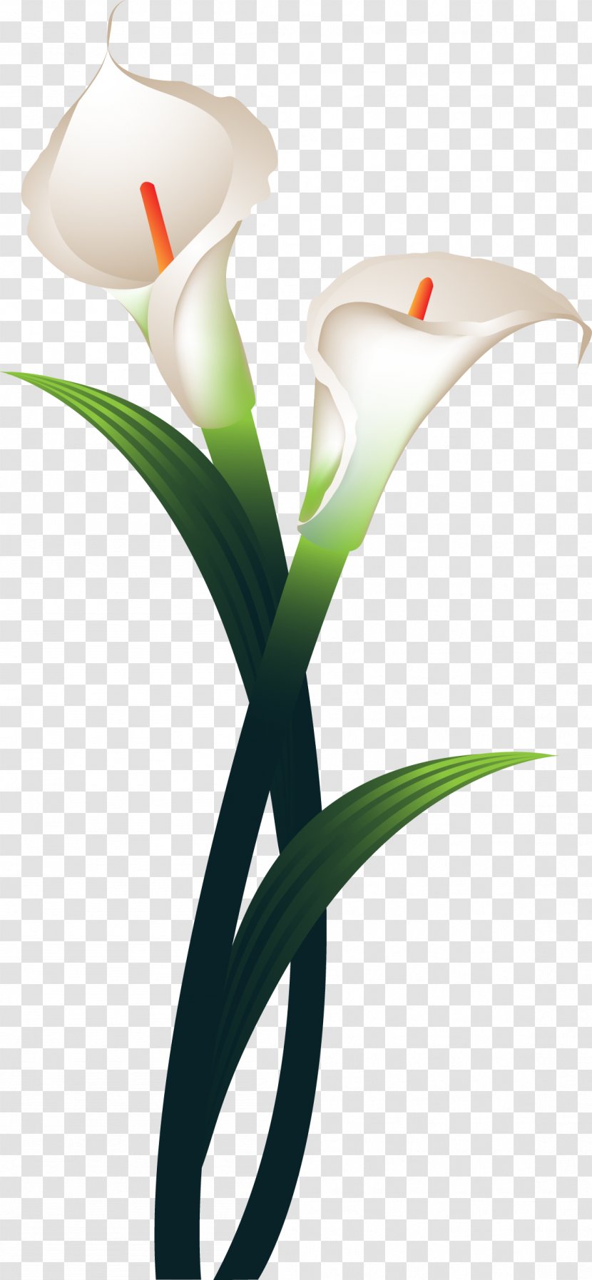 Flower Daffodil Plant Stem - Callalily Transparent PNG