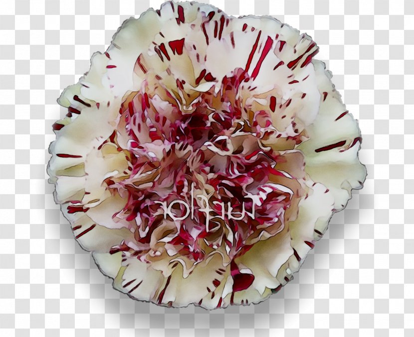 Cut Flowers - Pink Family - Dianthus Transparent PNG