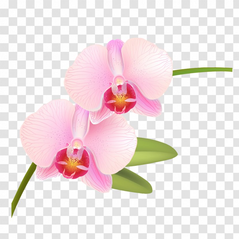 Orchids Pink Rose Phalaenopsis Equestris Vector Graphics - Light Transparent PNG