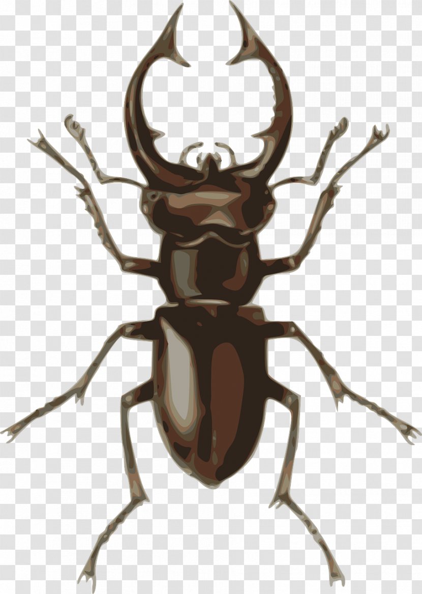 Stag Beetle Clip Art - Stock Photography Transparent PNG