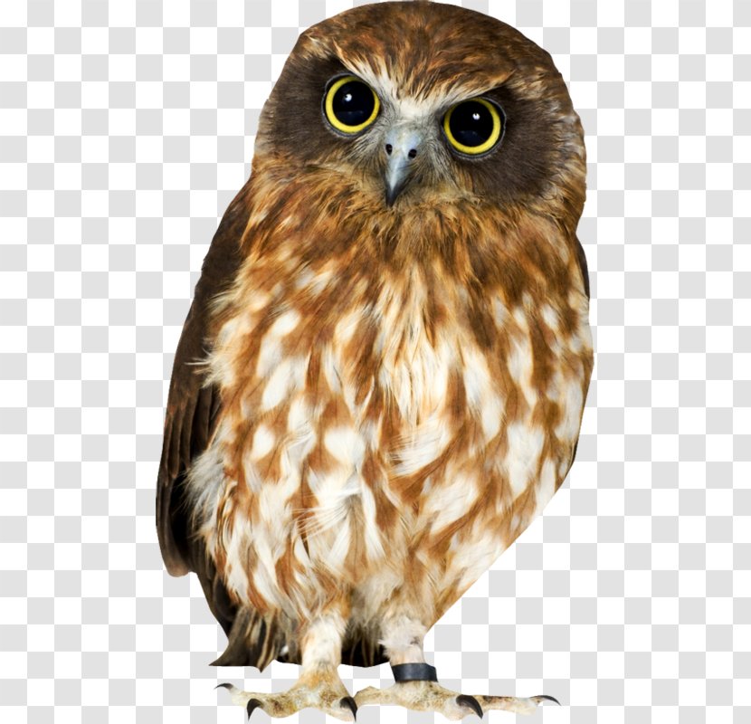 Tawny Owl Eurasian Eagle-owl Brown Hawk-owl Clip Art - Hawkowl - Chouette Transparent PNG