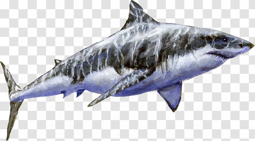 Sand Tiger Shark Great White Megalodon Cosmopolitodus Hastalis - Lamniformes - Wildlife Transparent PNG