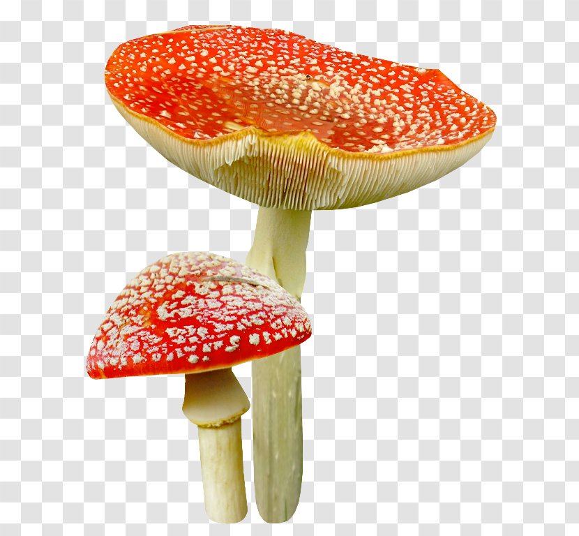 Mushroom Clip Art - Orange Transparent PNG