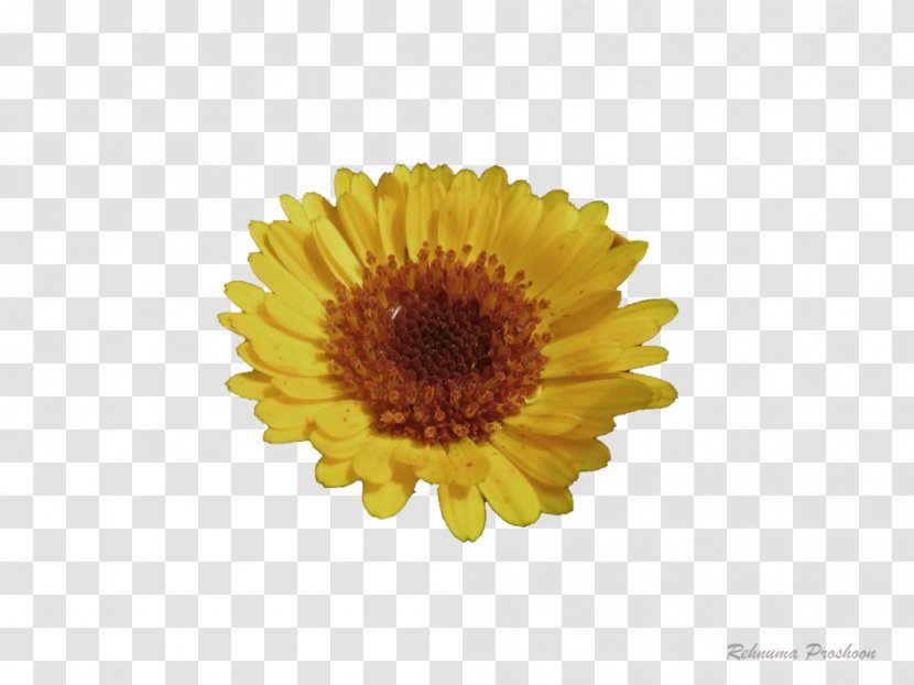Chrysanthemum Transvaal Daisy Family Oxeye Marigolds - Common Transparent PNG