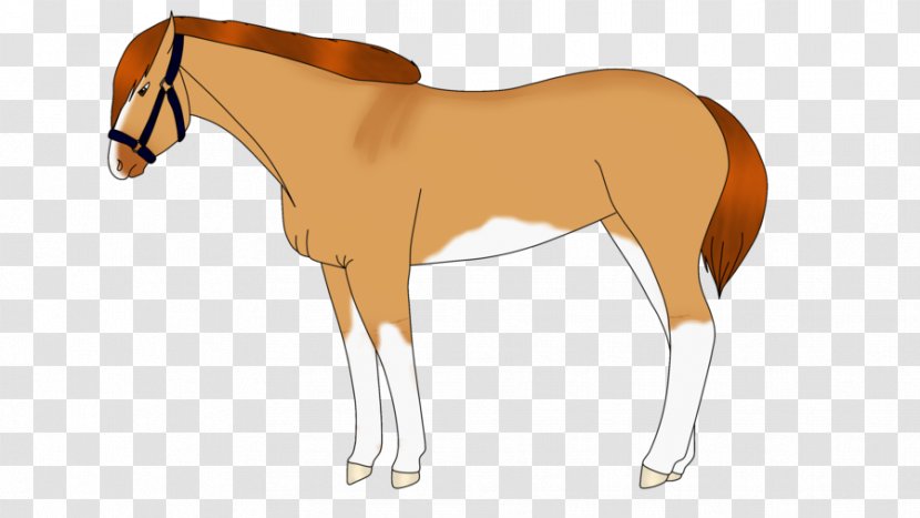 Foal Mane Mare Stallion Colt - Saddle - Mustang Transparent PNG