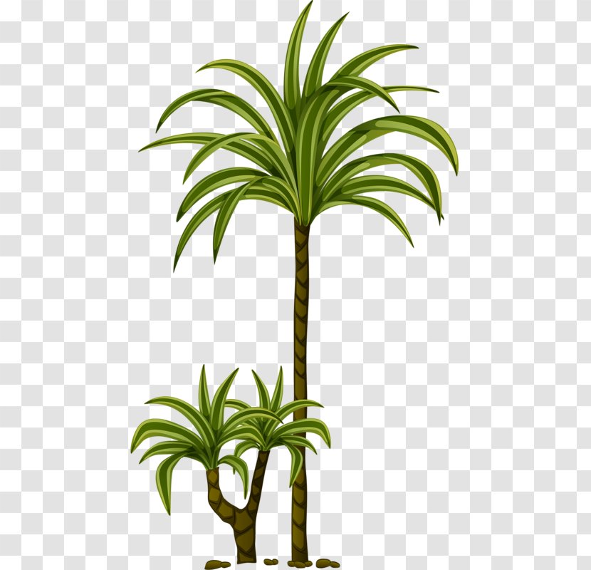 Arecaceae Clip Art - Houseplant - Coco Transparent PNG