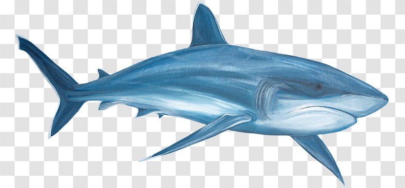Great White Shark Tiger Clip Art - Cartilaginous Fish - Paint Tube Transparent PNG