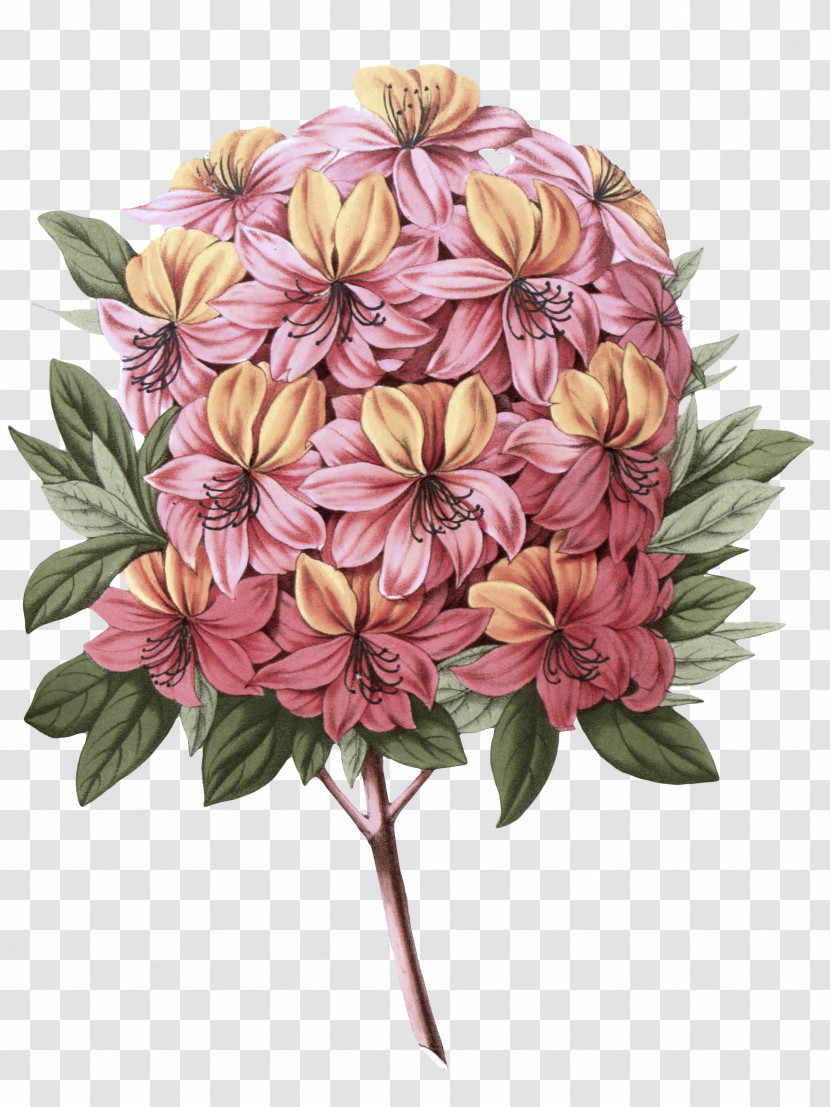 Flower Plant Pink Petal Cut Flowers Transparent PNG