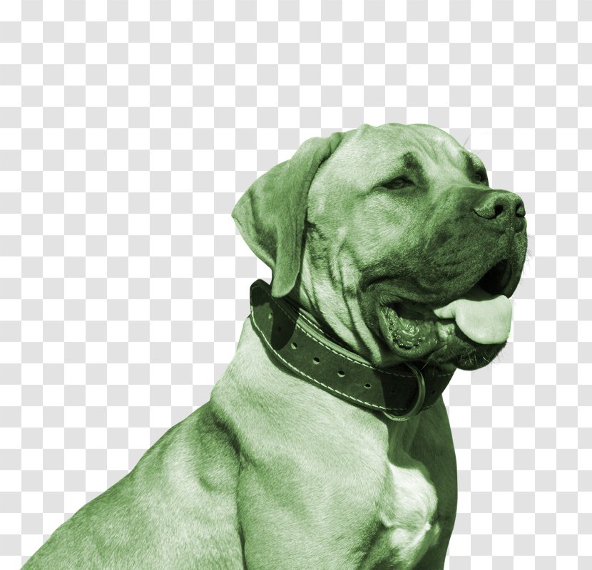 Bulldog American Pit Bull Terrier Boerboel Puppy German Shepherd - Snout Transparent PNG