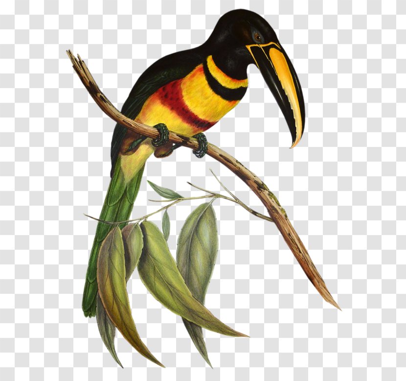 A Monograph Of The Ramphastidae, Or Family Toucans Tropical Birds Channel-billed Toucan Aracari - Organism - Bird Transparent PNG