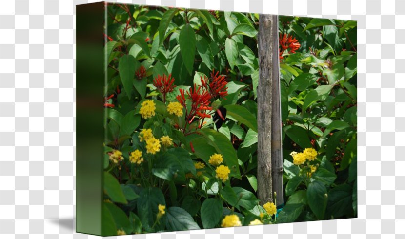 Flowering Plant Shrub - Flower - Botanical Garden Transparent PNG
