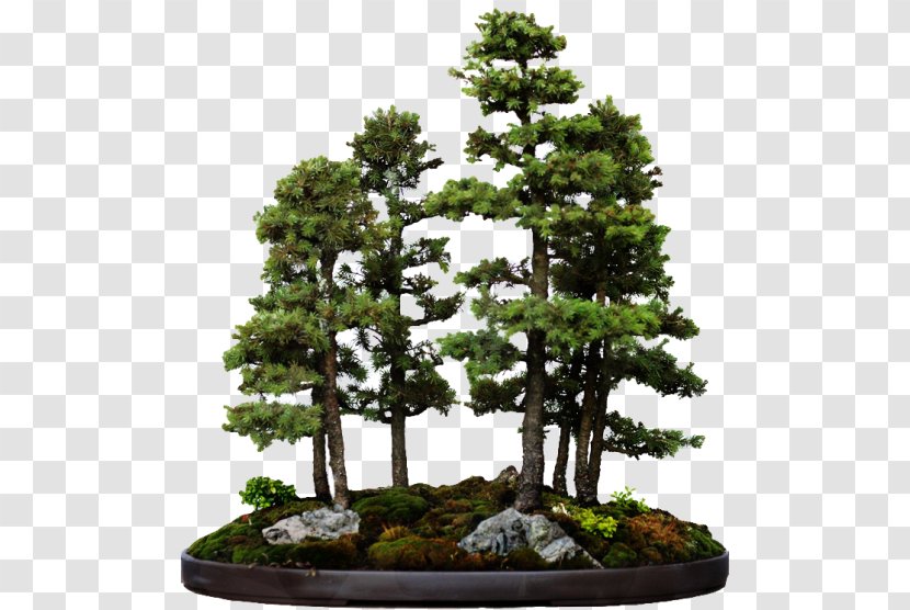 Indoor Bonsai Tree Styles White Spruce Transparent PNG