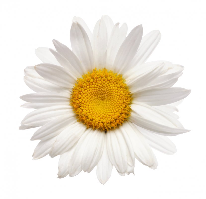 Wigan And Leigh Hospice Health Care Hospital - Aster - Camomile Transparent PNG