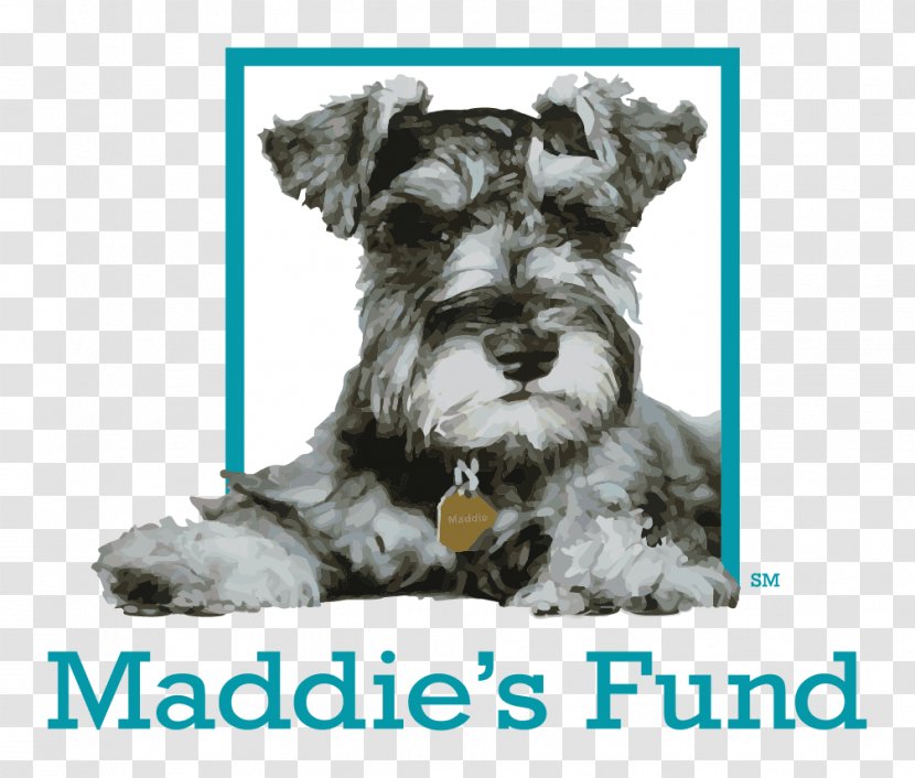 Maddie’s Fund Funding Animal Shelter Dog Grant - Pet Transparent PNG