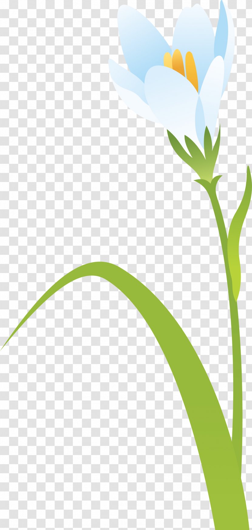 Plant Stem Petal Leaf Flower Branch - Flora - Crocus Transparent PNG