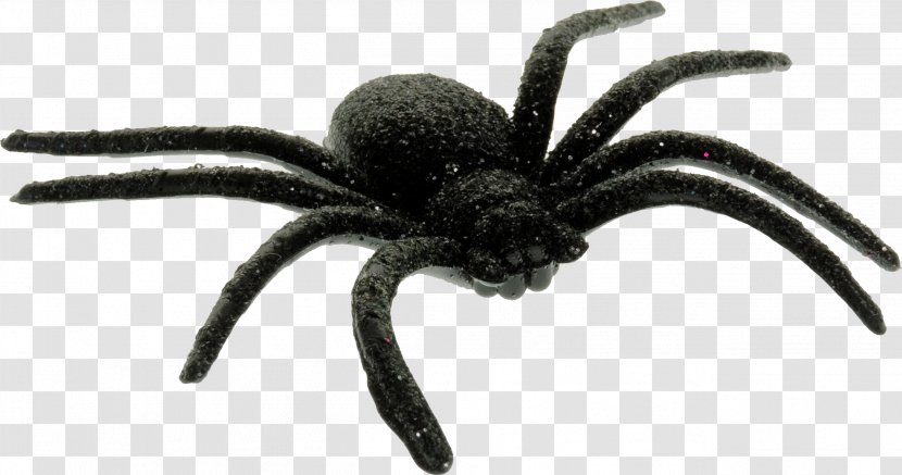 Spider Web Arachne Clip Art - Arthropod Transparent PNG