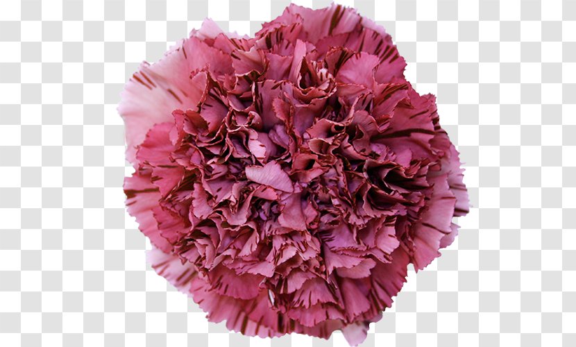 Carnation Cut Flowers China Pink - Lilac - Dianthus Transparent PNG