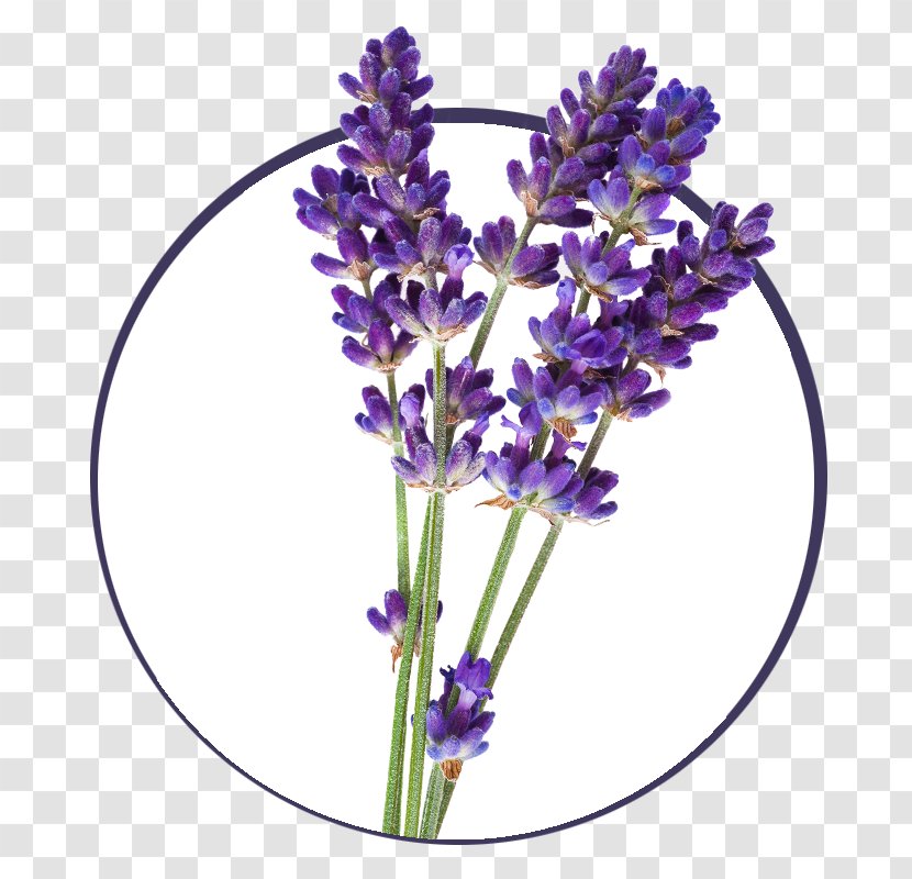 English Lavender French Oil Plant Transparent PNG