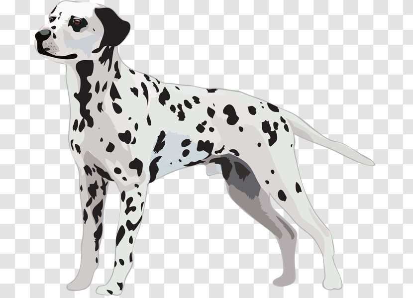 Dalmatian Dog Greeting & Note Cards Puppy Tote Bag - Puppies Silhouette Transparent PNG