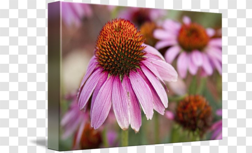 Daisy Family Coneflower Aster Purple Violet - Common - Echinacea Transparent PNG