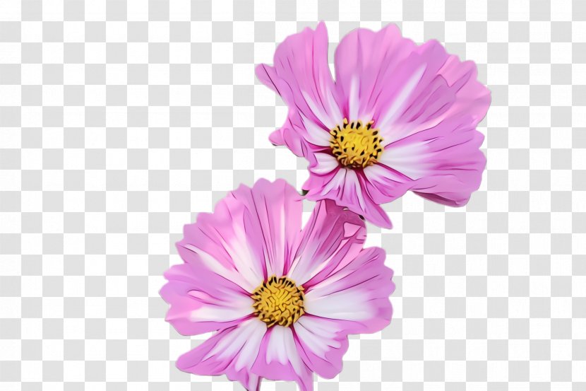 Flower Flowering Plant Petal Garden Cosmos - Daisy Family - Wildflower Transparent PNG