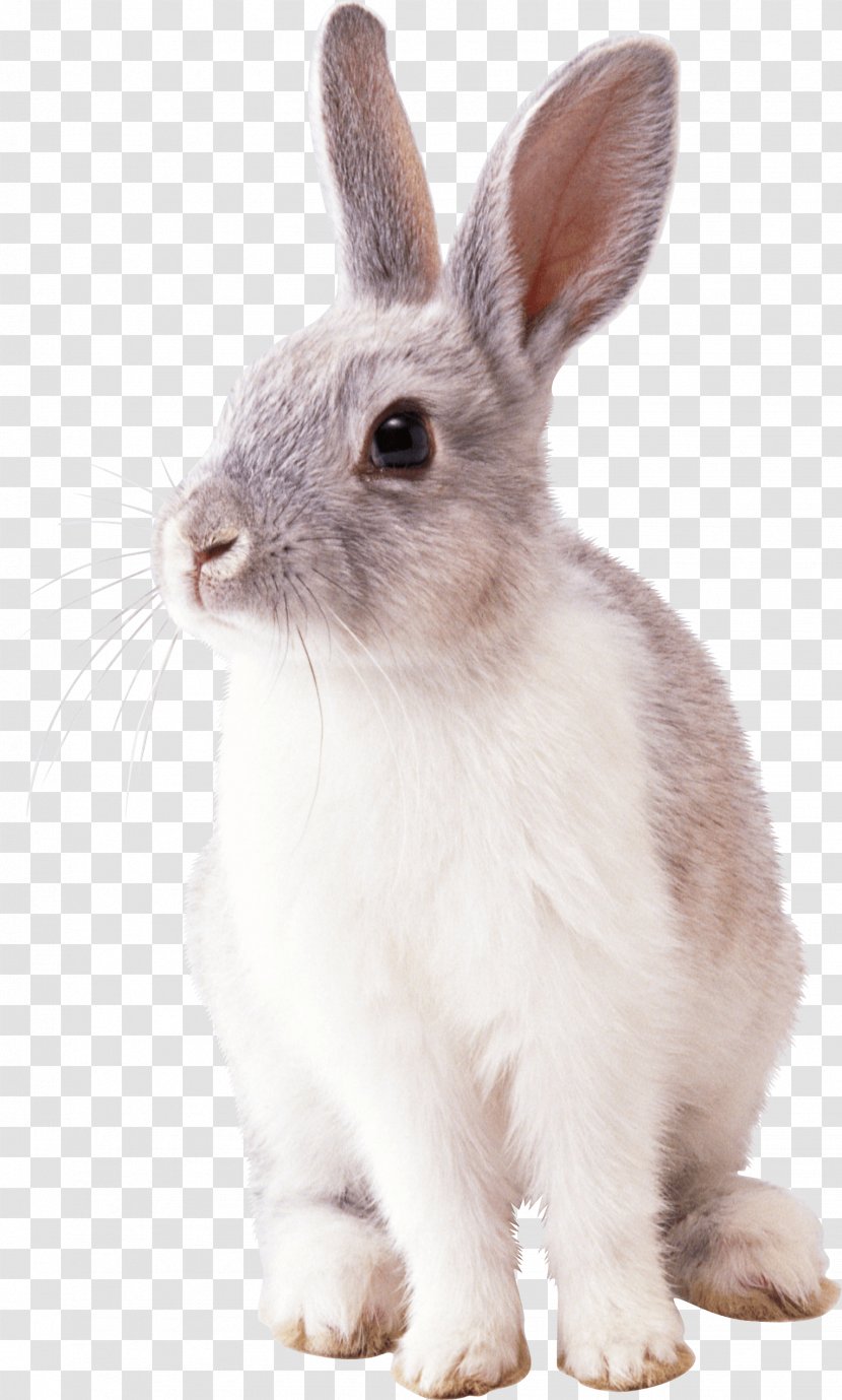 Rabbit Clip Art - Licence Cc0 - Image Transparent PNG