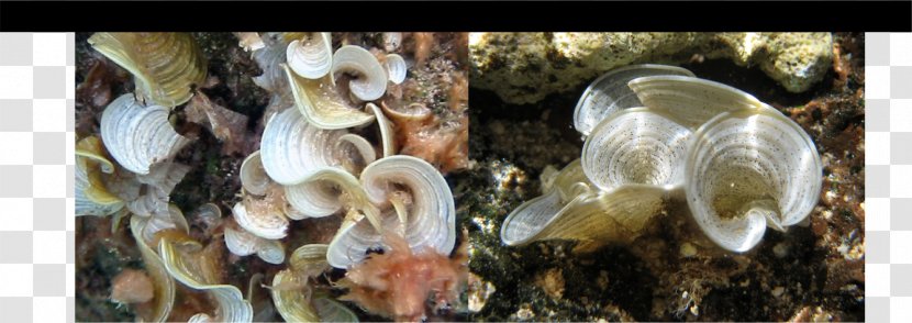 Padina Algae Seashell - Mangrove Rhizopora Transparent PNG