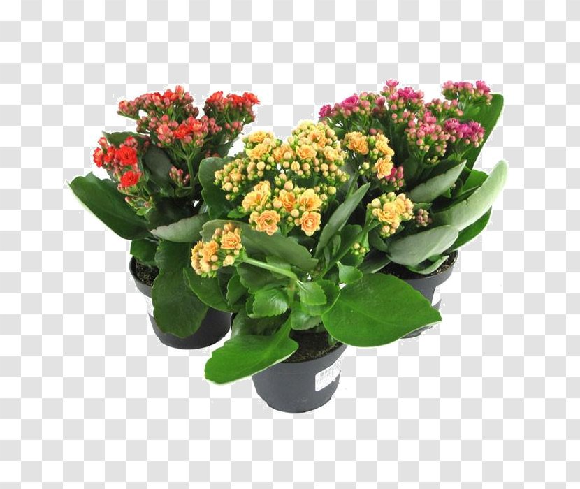 Florist Kalanchoe Houseplant Succulent Plant Plants Flower - Flowering Transparent PNG