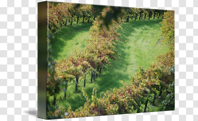 Biome Vegetation Gallery Wrap Landscape Meadow - Ecosystem - Vines Winding Number Transparent PNG